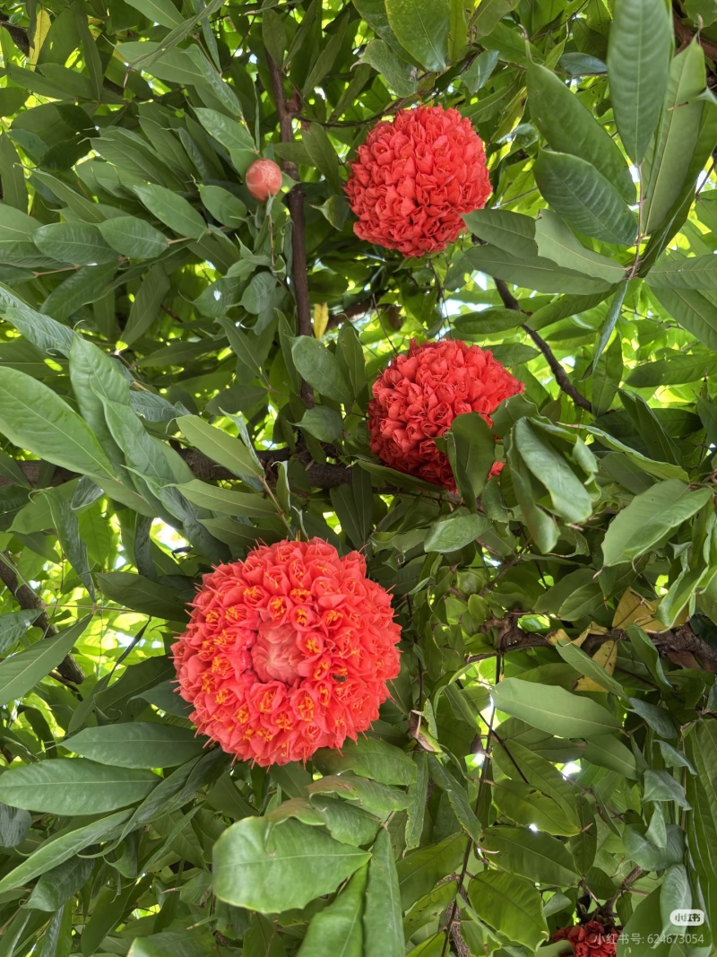 2603花叶斑叶宝冠木热带开花乔木小苗
