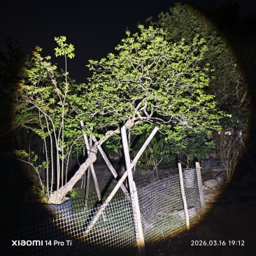 2603弯杆异形文人斜飘红花小叶紫薇老紫薇