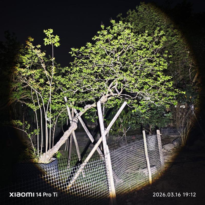 2603弯杆异形文人斜飘红花小叶紫薇老紫薇