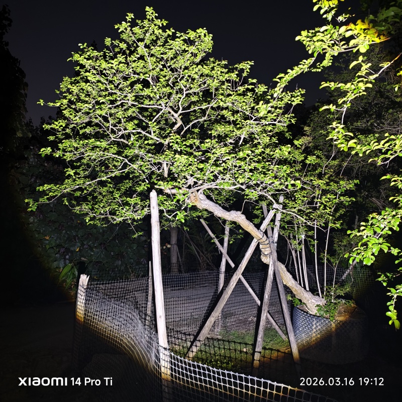 2603弯杆异形文人斜飘红花小叶紫薇老紫薇
