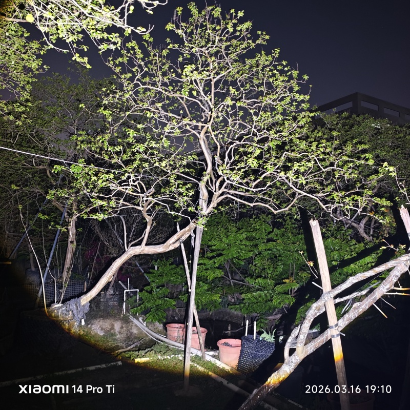 2603弯杆异形文人斜飘红花小叶紫薇老紫薇