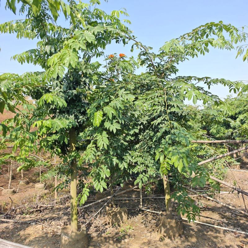 2603仪花树袋苗假植苗6-20cm落叶开花乔木