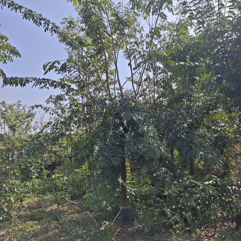 2603仪花树袋苗假植苗6-20cm落叶开花乔木