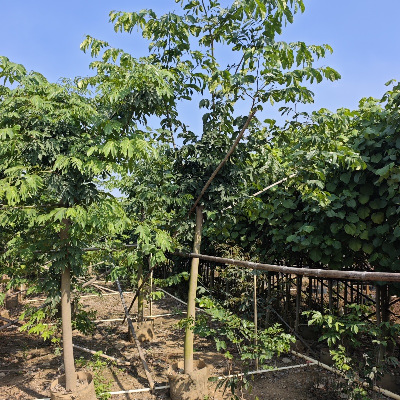 2603仪花树袋苗假植苗6-20cm落叶开花乔木