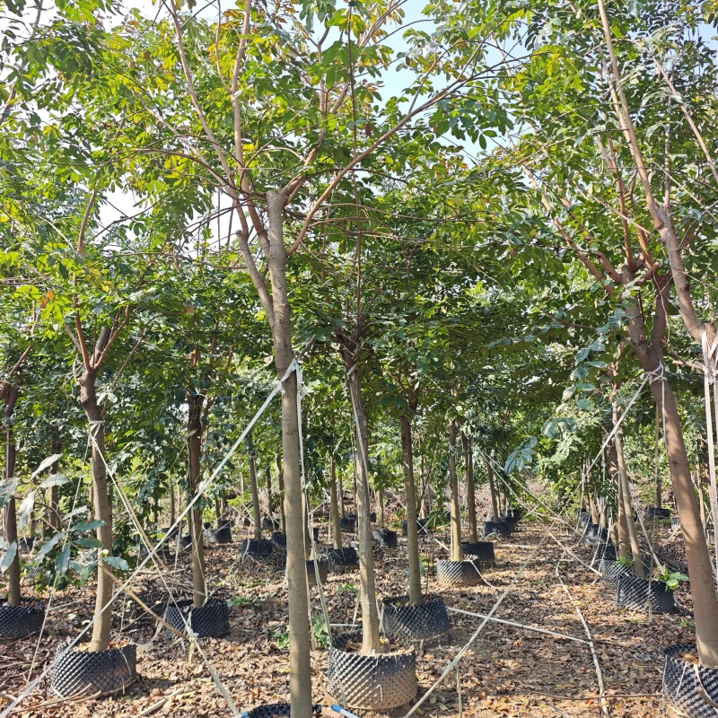 2603仪花树袋苗假植苗6-20cm落叶开花乔木