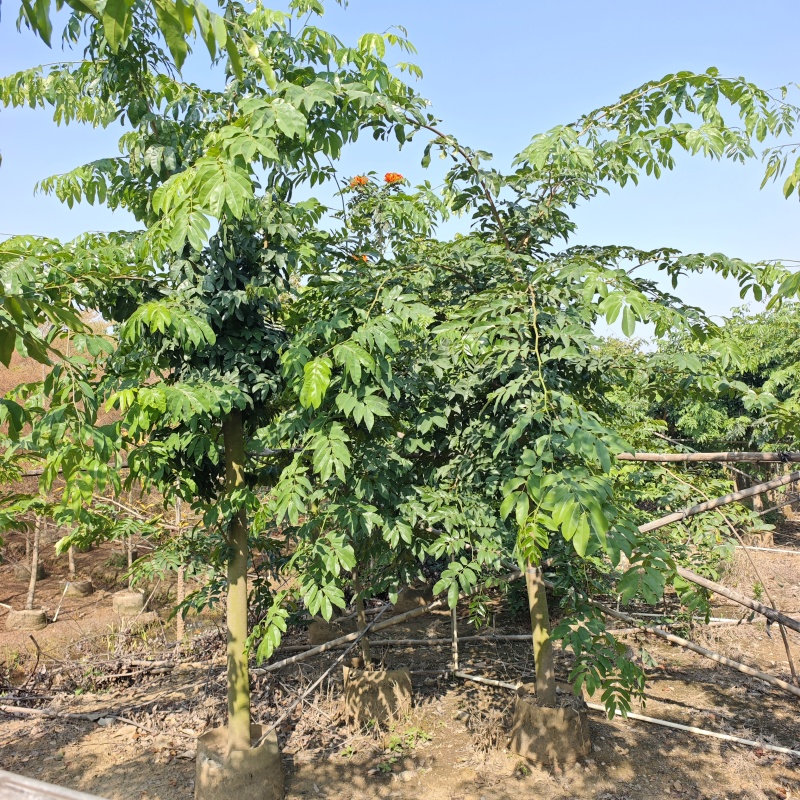 2603仪花树袋苗假植苗6-20cm落叶开花乔木