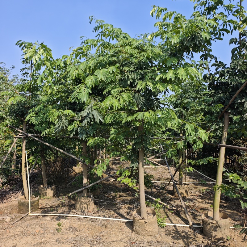 2603仪花树袋苗假植苗6-20cm落叶开花乔木