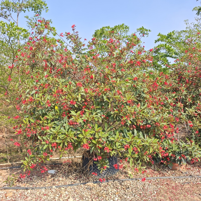 2603琴叶珊瑚红珊瑚1-2米高袋苗假植苗