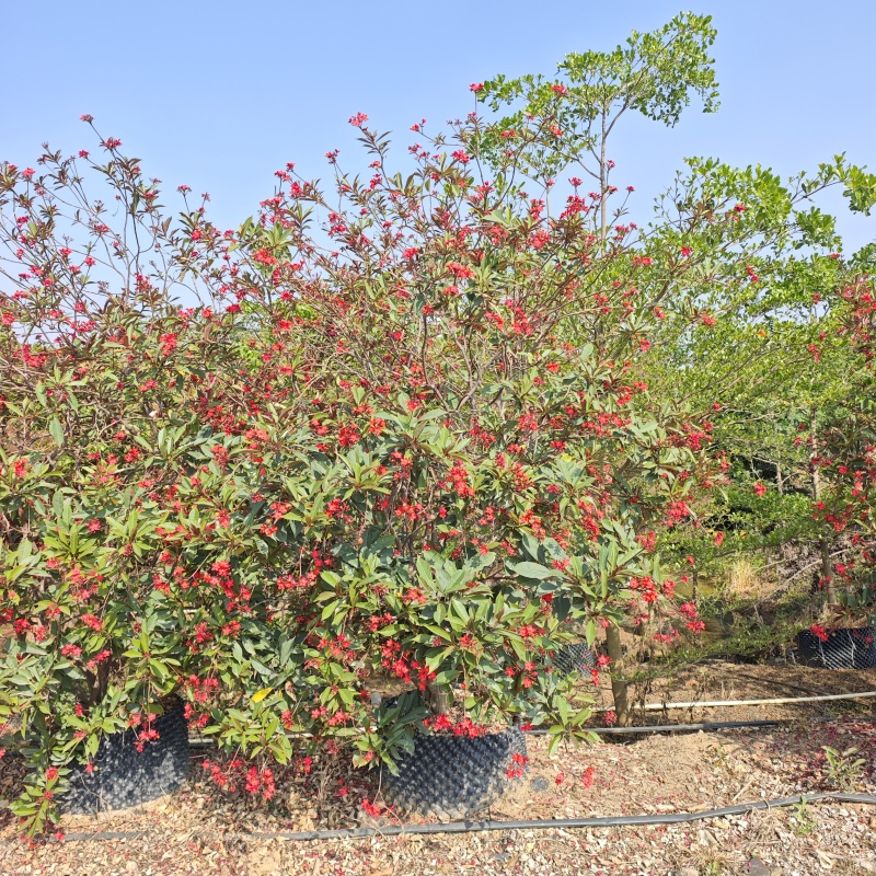 2603琴叶珊瑚红珊瑚1-2米高袋苗假植苗