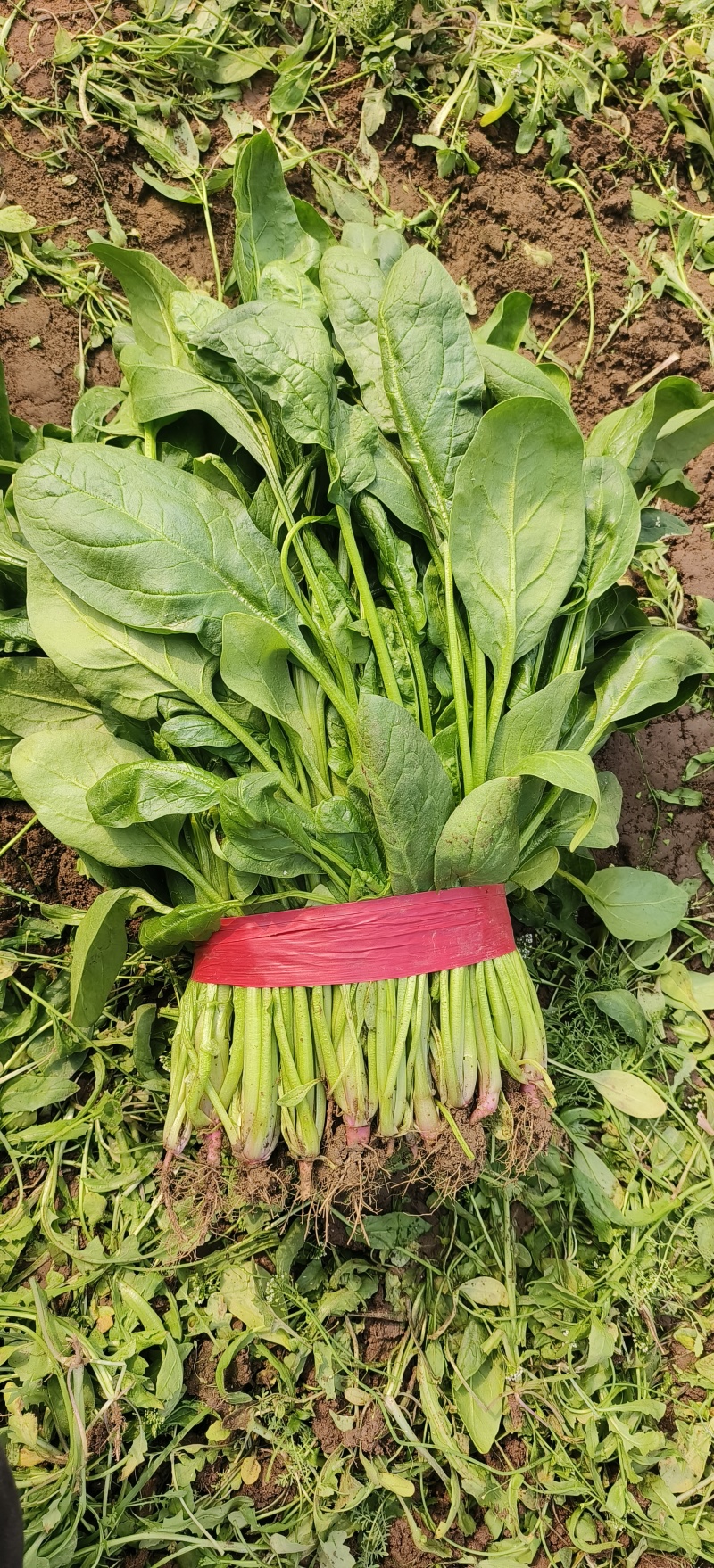永年小叶杆菠菜