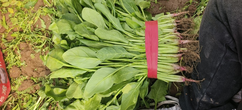 永年小叶杆菠菜