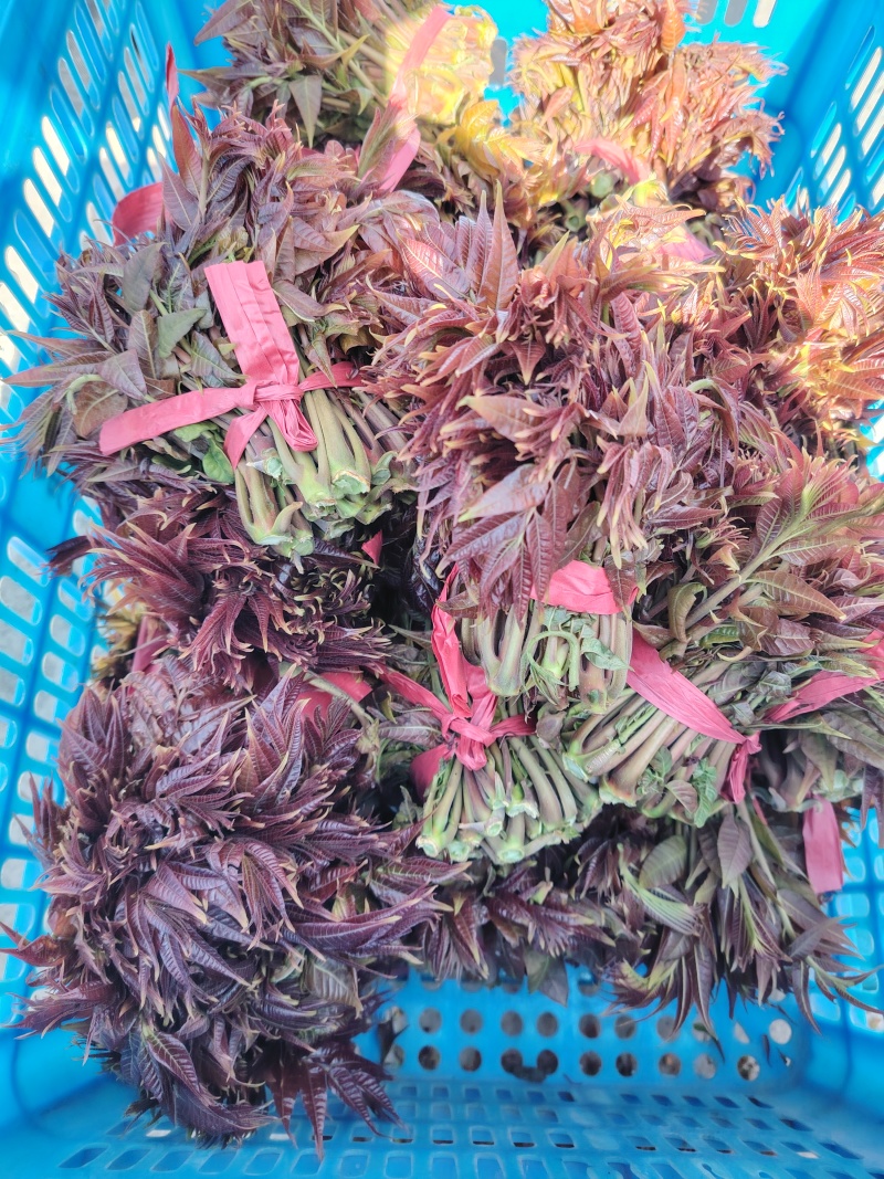 山东新泰马家寨子村红油香椿芽批发