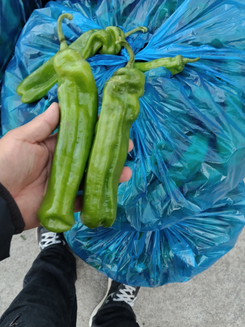 精品薄皮椒