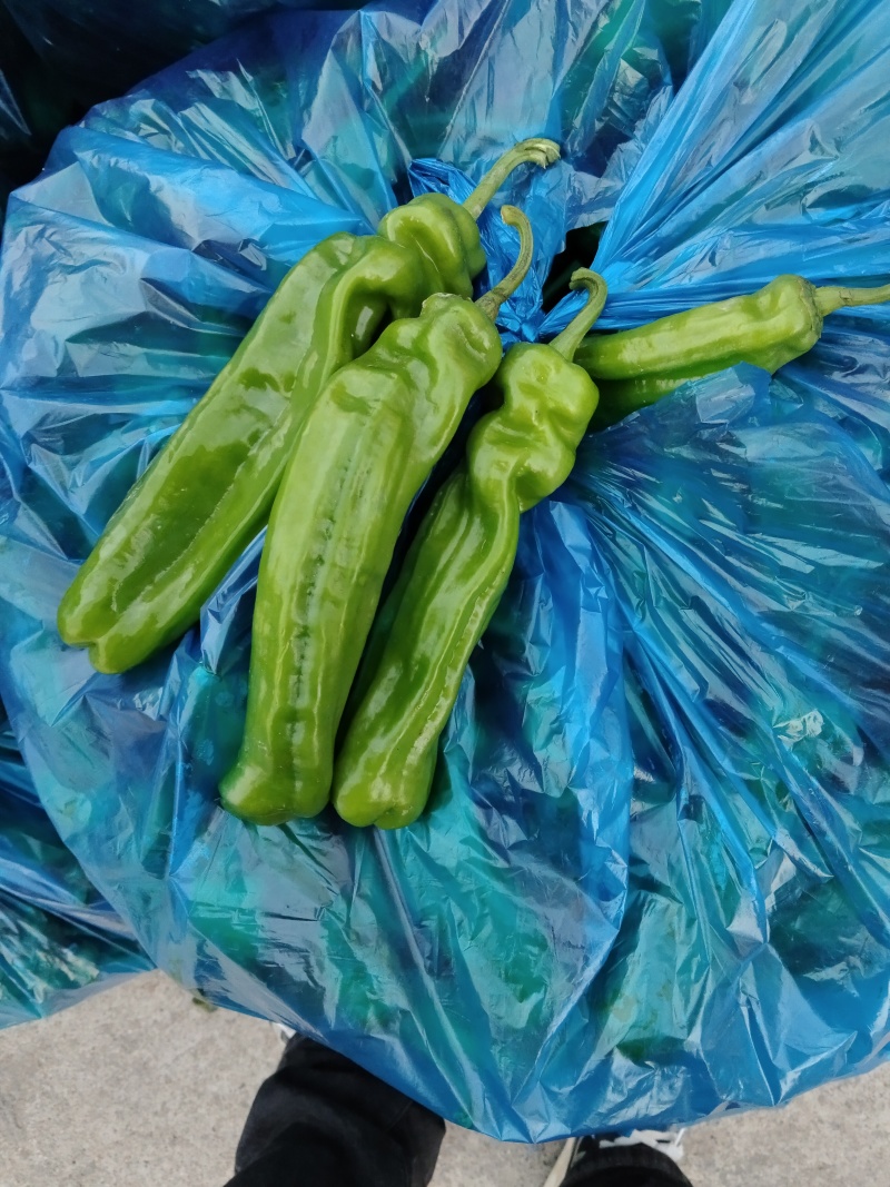 精品薄皮椒