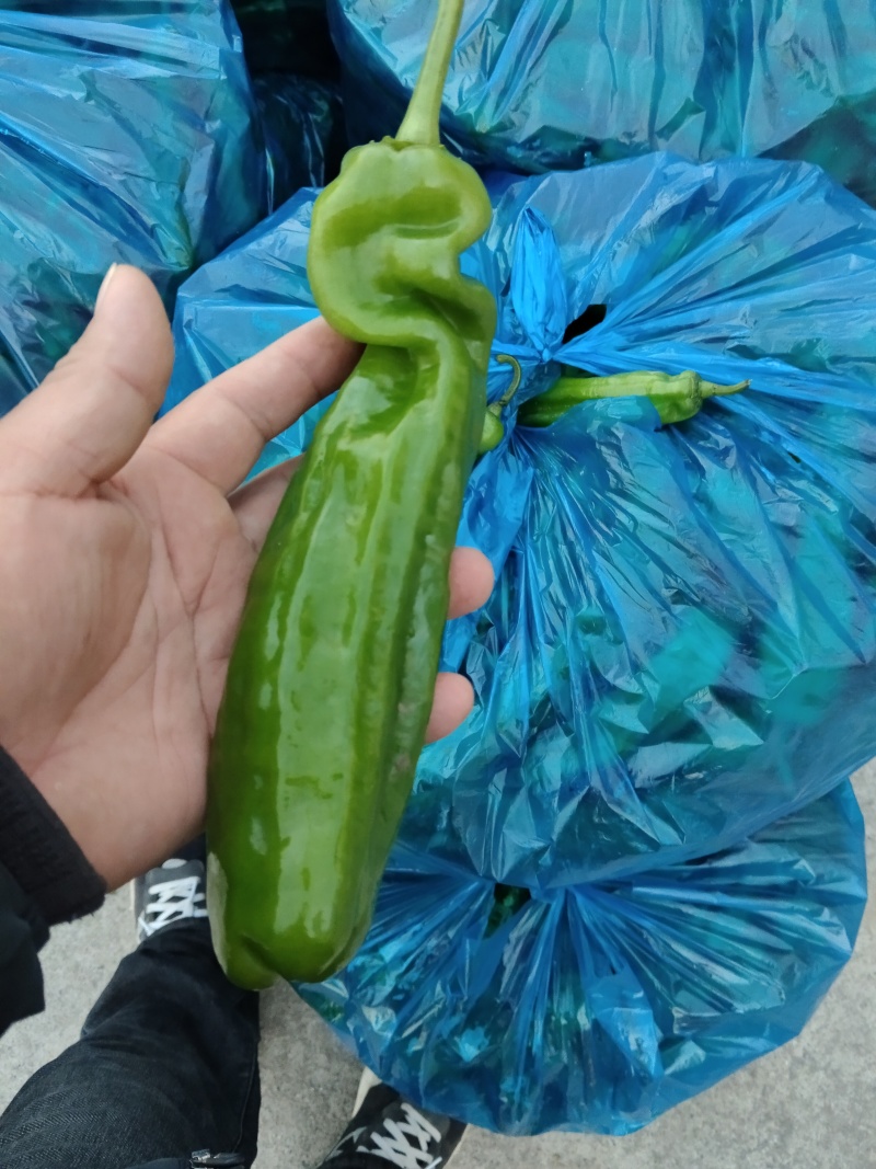 精品薄皮椒