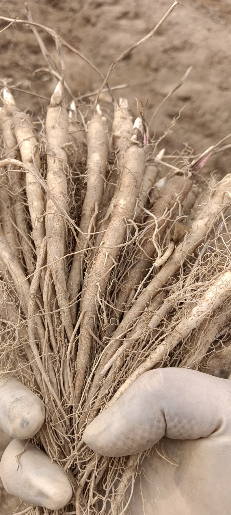 芍药苗赤芍苗产地直发品质保障一手货源技术支持