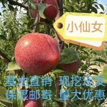 小仙女李子苗包对版基地发货保湿邮寄量大优惠