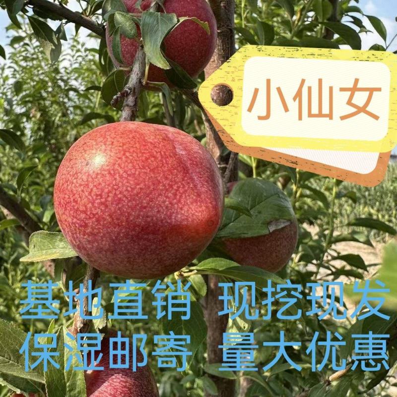 小仙女李子苗包对版基地发货保湿邮寄量大优惠