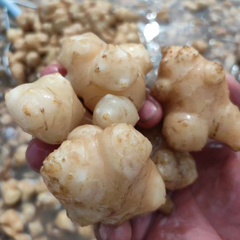 白洋姜泡洋姜/保质保量/量大从优/诚信经营