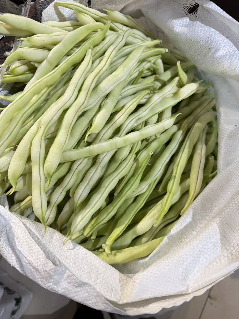 山东大棚芸豆现已上市，货源充足，按质量论价。代办运输。