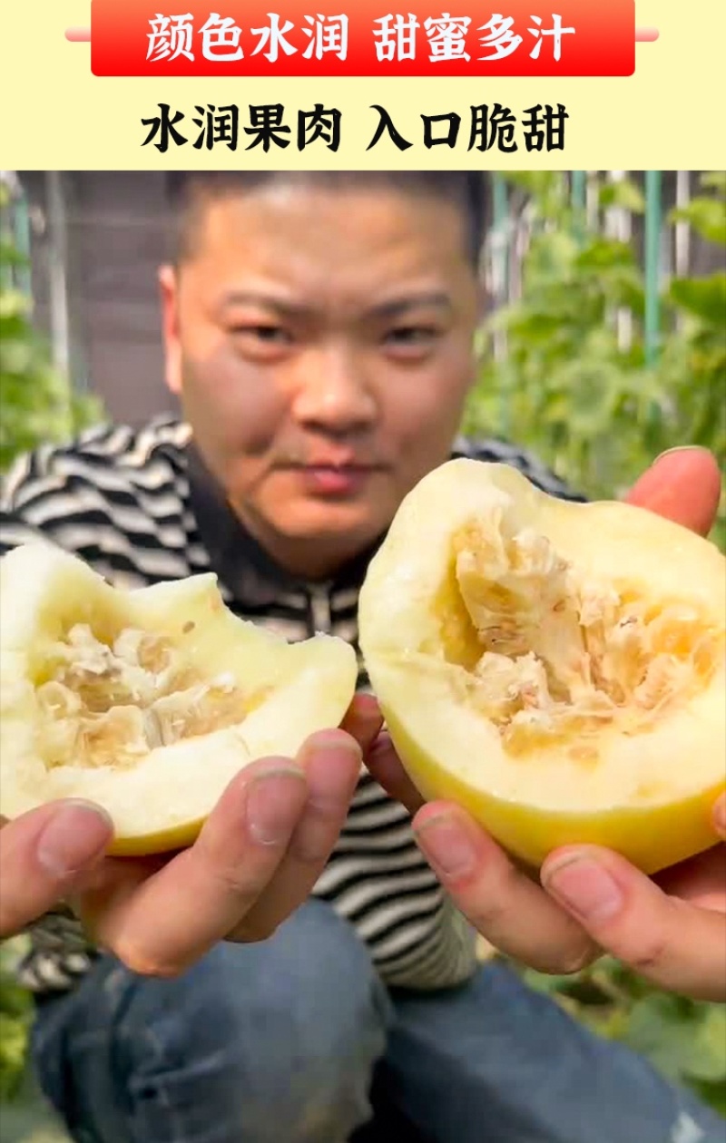 一件代发绿宝甜瓜，星甜20，金冠甜瓜产地直发