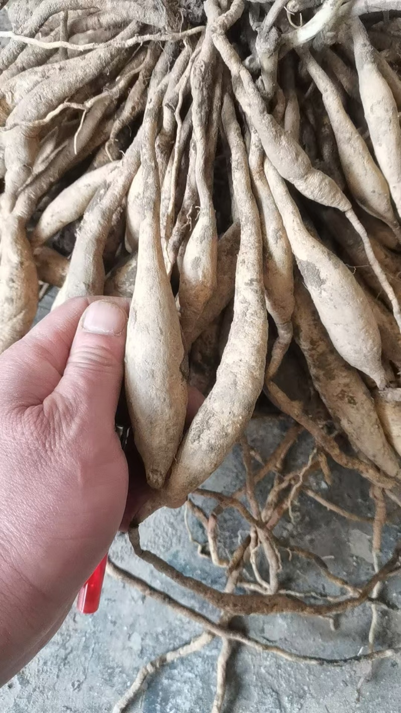 正挖鲜百部