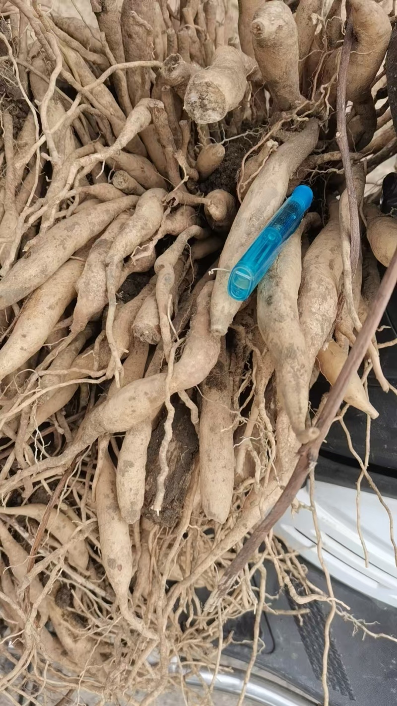 正挖鲜百部