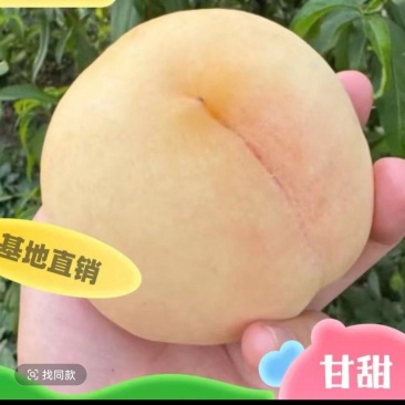 甘甜灿烂白桃基地发货现要现挖品种纯正可签合同