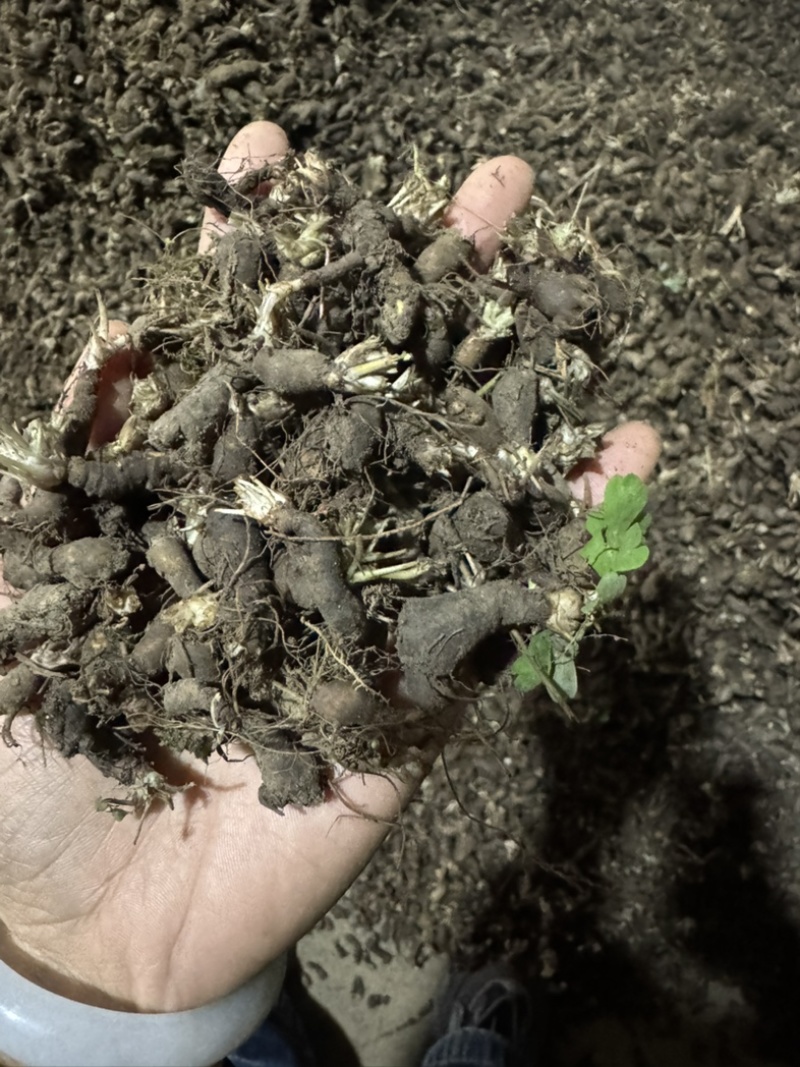 天葵子湖南野生天葵子千年老鼠屎产地鲜货干货供应
