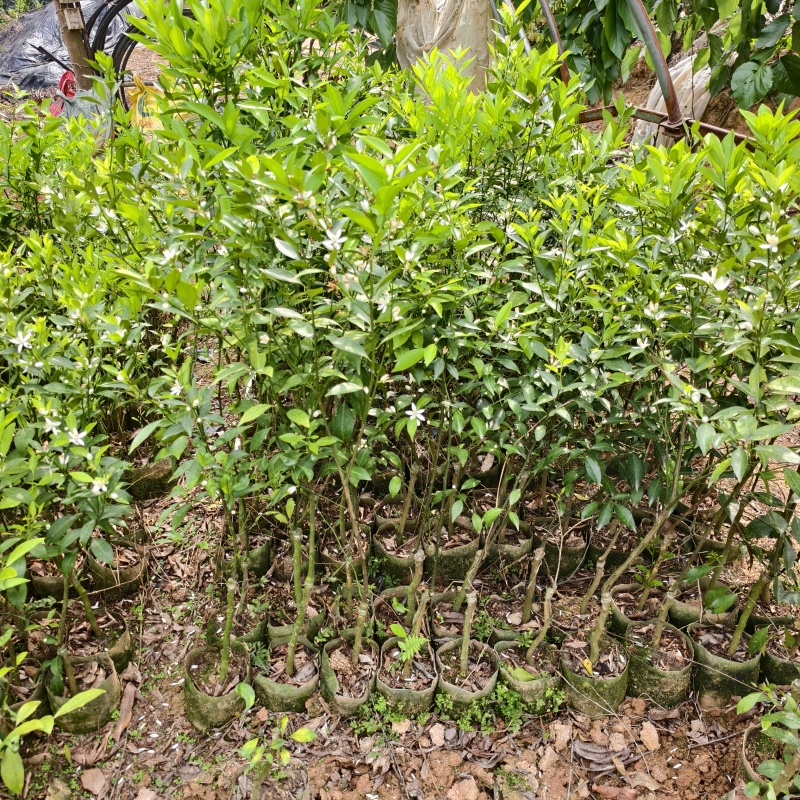 新会柑苗陈皮柑苗地苗杯苗柠檬头，