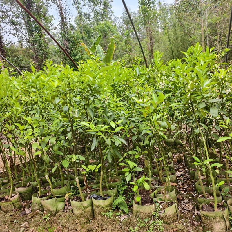 新会柑苗陈皮柑苗地苗杯苗柠檬头，