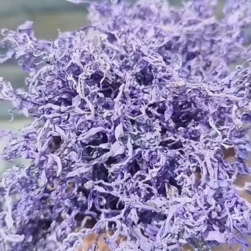 特级莓茶