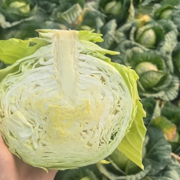 甘蓝