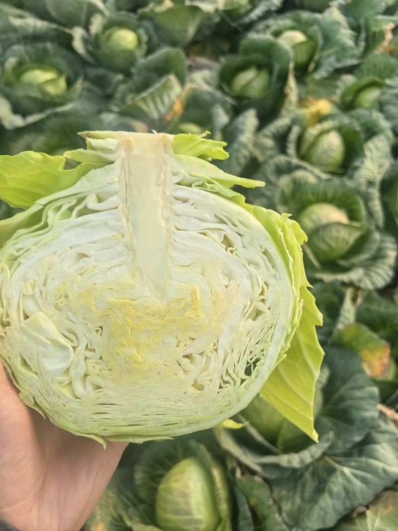 甘蓝