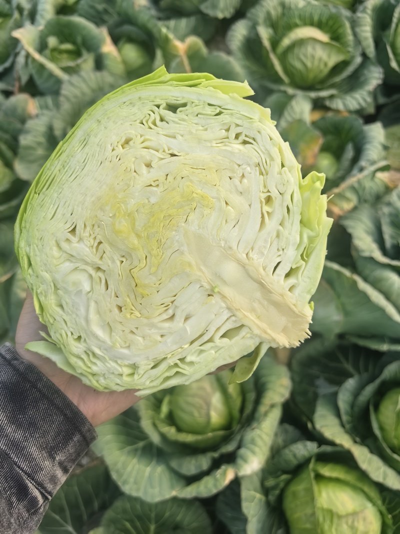 甘蓝