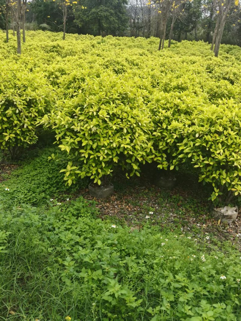 黄金榕球精品黄榕自家基地自产自销量大优惠