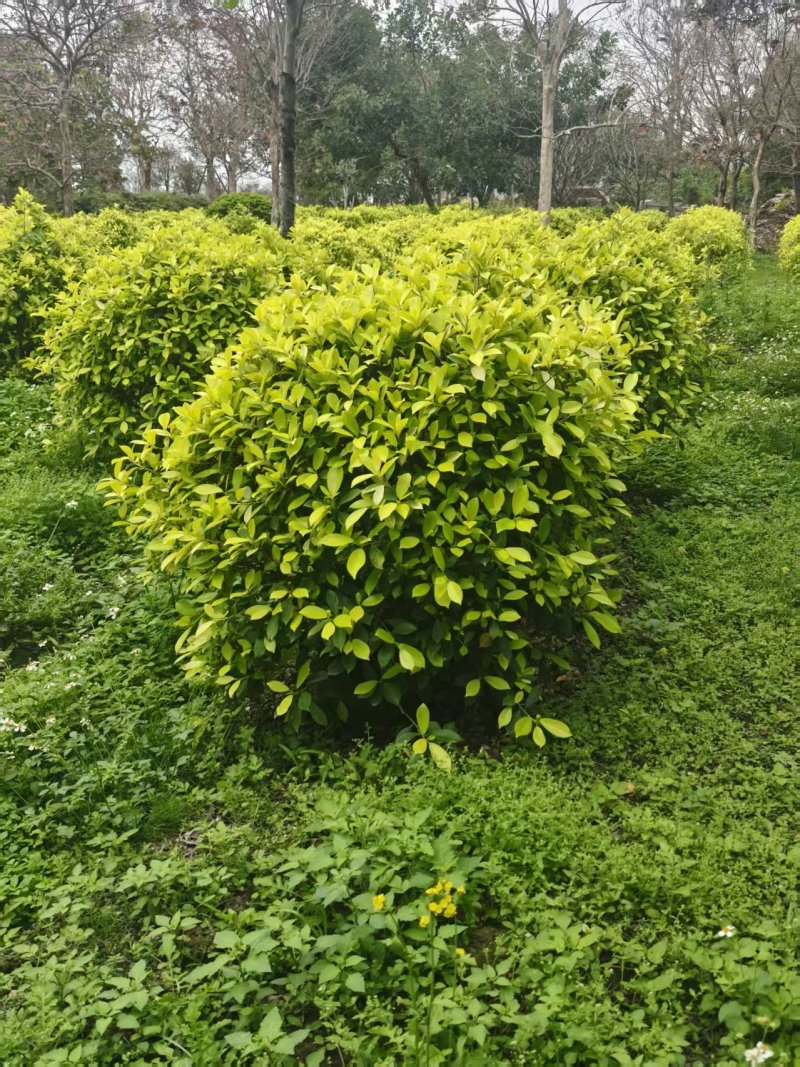 黄金榕球精品黄榕自家基地自产自销量大优惠