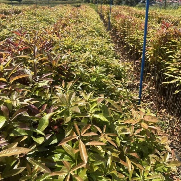 木荷自家基地自产自销一手货源量大价格便宜