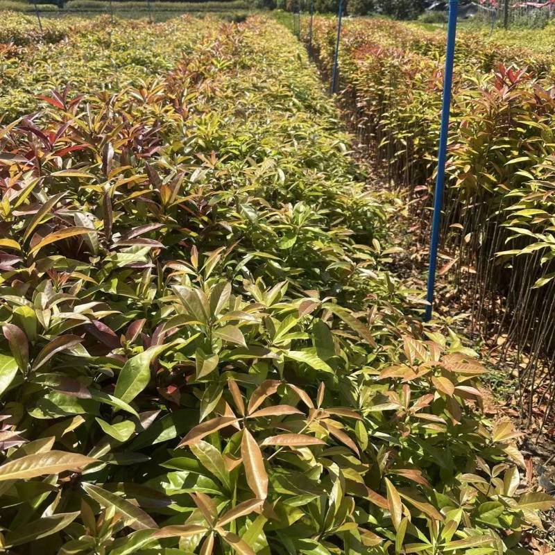 木荷自家基地自产自销一手货源量大价格便宜