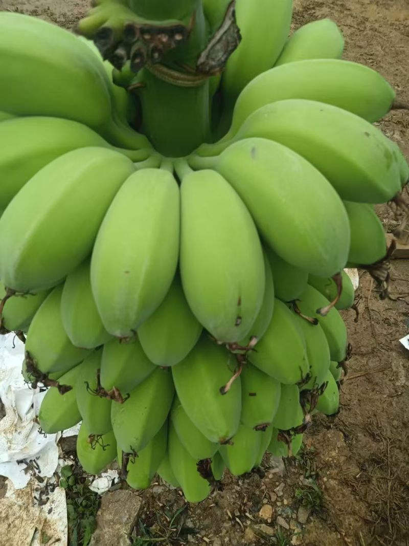 苹果蕉
