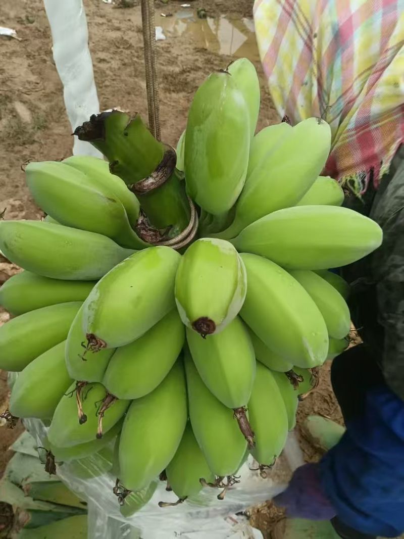 苹果蕉