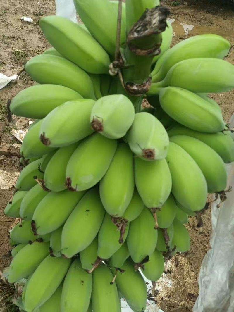 苹果蕉