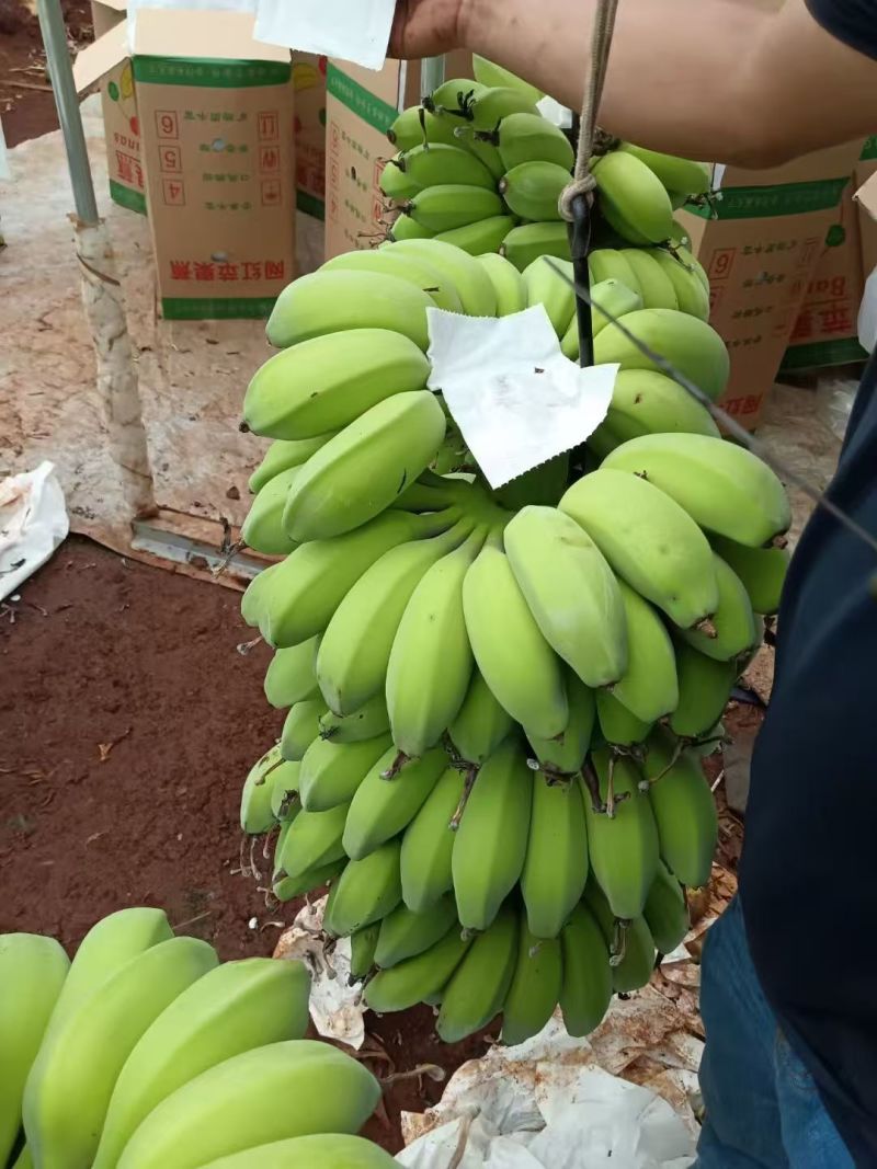 苹果蕉