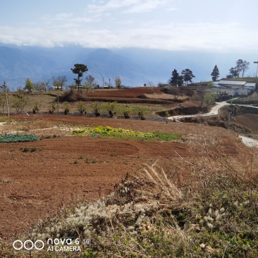 出租山地20亩和80亩各一片，地势平缓可机耕，有牛舍一栋