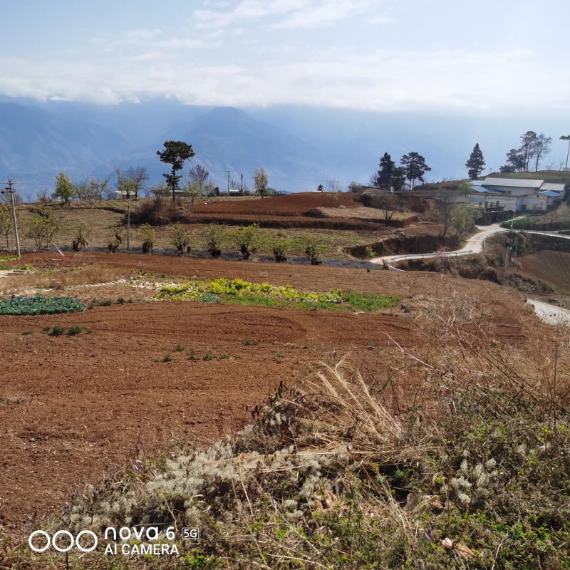 出租山地20亩和80亩各一片，地势平缓可机耕，有牛舍一栋