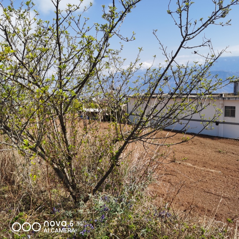 出租山地20亩和80亩各一片，地势平缓可机耕，有牛舍一栋