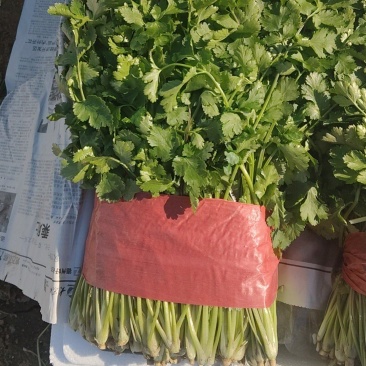 精品香菜