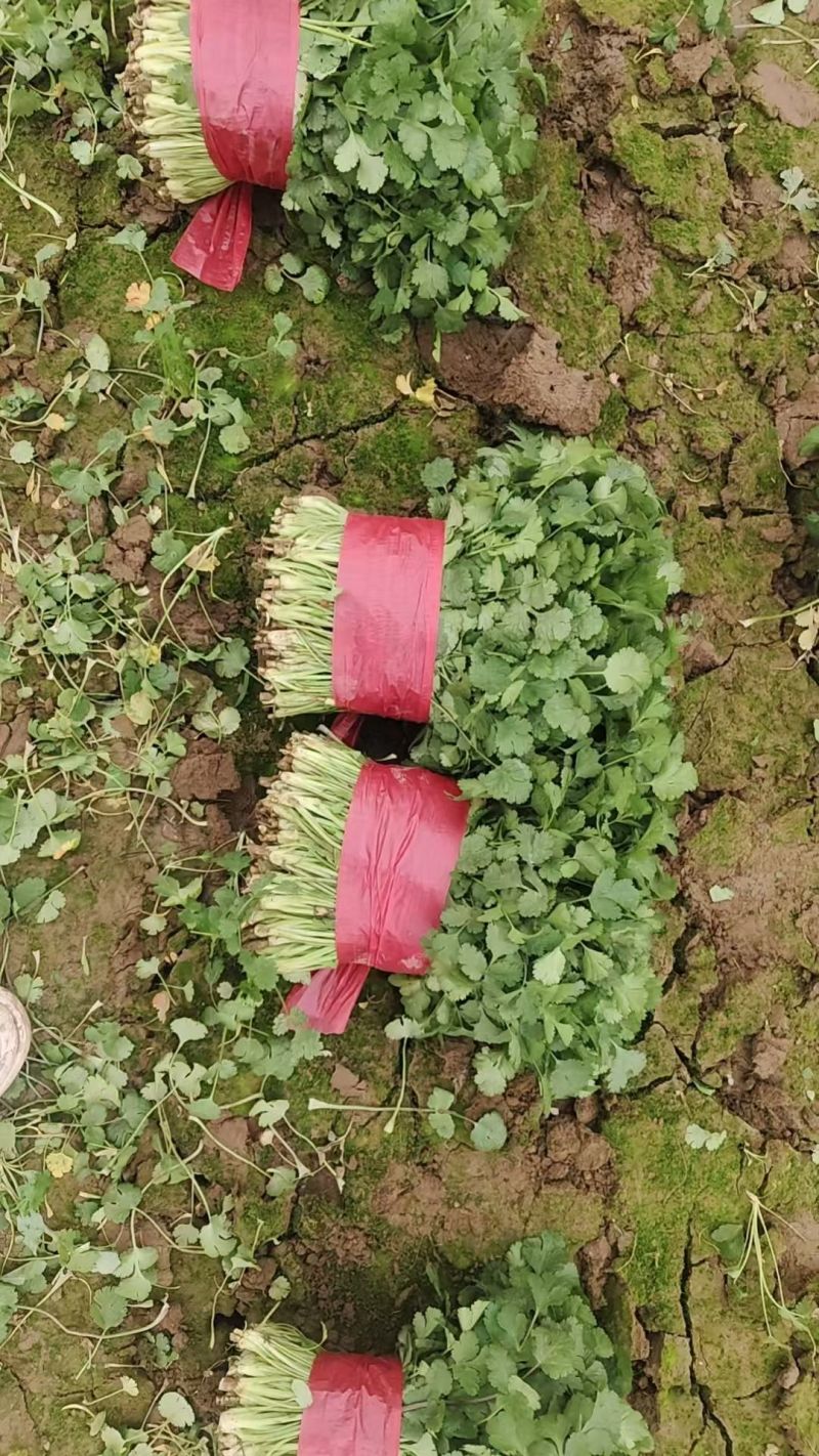 精品香菜