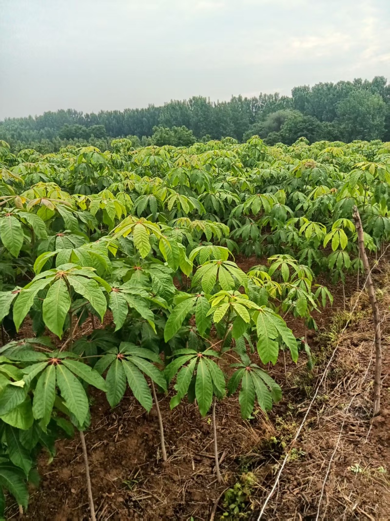 七叶树，适合认何地方种植，可做风景树，