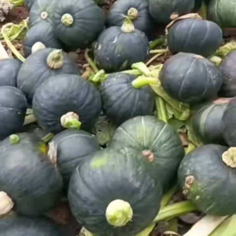 贝贝南瓜